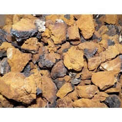 Dried Chaga Mushrooms Wild USA