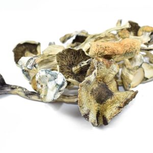 Psilocybe Azurescens