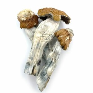 Tidal Wave Magic Mushrooms